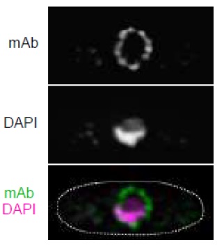 ICC/IF analysis of S. pombe cells using GTX00697 NUP98 antibody [2H10].<br>Dilution : 10 ?g/ml<br>Fixation : 4% PFA for 10 min followed by 0.6 mg/ml Zymolyase 100T treatment at 36 degree C for 70 min<br>Permeabilization : 1% Triton X-100 for 1 min