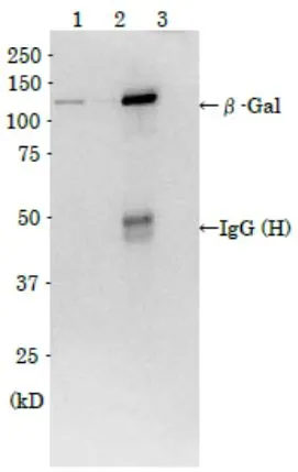 IP analysis of E. coli K12 cells induced beta-galactosidase expression by IPTG using GTX00718 beta Galactosidase antibody. Lane 1 : Crude cell extract Lane 2 : Supernatant of the immuno-precipitated E. coli crude extract Lane 3 : Immuno-precipitate of crude E. coli extract IP antibody : 1:500 IB antibody : 1:1000