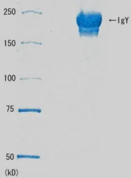 SDS-PAGE analysis of the purified IgY.