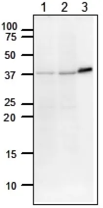 WB analysis of various samples using GTX00722 DNA polymerase beta antibody. Lane 1 : NIH3T3 whole cell lysates (20 microg) Lane 2 : CHO whole cell lysates (20 microg) Lane 3 : Full length recombinant DNA polymerase beta protein (5.2 ng) Dilution : 1:2000