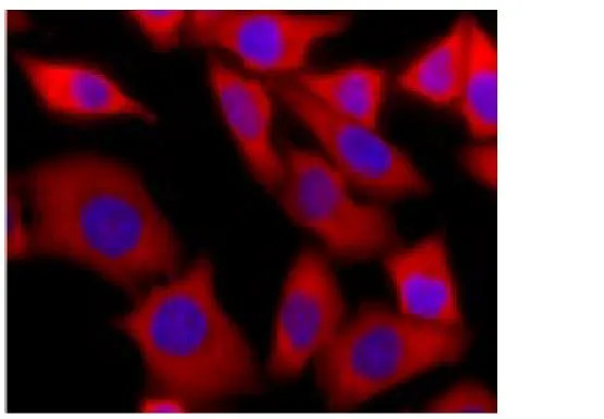 ICC/IF analysis of HeLa cells using GTX00724 DDX3 antibody. Red : Primary antibody Blue : Hoechst 33342 Dilution : 1:500 ICC/IF analysis of HeLa cells using GTX00724 DDX3 antibody. Red : Primary antibody Blue : Hoechst 33342 Dilution : 1:500