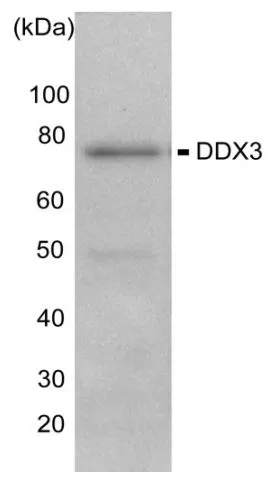 WB analysis of HeLa whole cell lysate using GTX00724 DDX3 antibody. Dilution : 1:1000 Loading : 10microg
