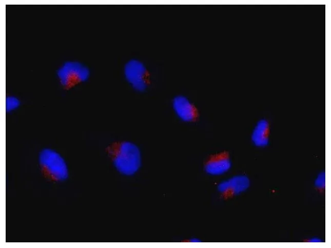 ICC/IF analysis of HeLa cells using GTX00731 Rag C antibody. Red : Primary antibody Blue : DAPI Dilution : 1:100 Fixation : 4% PFA Permeabilization : 0.5% Triton X-100 ICC/IF analysis of HeLa cells using GTX00731 Rag C antibody. Red : Primary antibody Blue : DAPI Dilution : 1:100 Fixation : 4% PFA Permeabilization : 0.5% Triton X-100