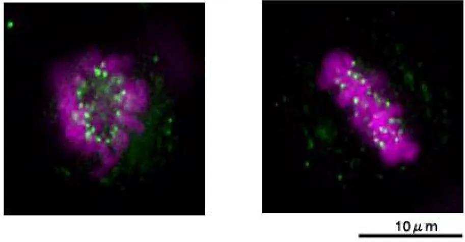 ICC/IF analysis of HeLa cells using GTX00733 NUF2 antibody. Nuf2 protein (green) actively localizes to kinetochores at the stages of prometaphase to anaphase. Green : Primary antibody Violet : DAPI Dilution : 1:500 Fixation : Methanol ICC/IF analysis of HeLa cells using GTX00733 NUF2 antibody. Nuf2 protein (green) actively localizes to kinetochores at the stages of prometaphase to anaphase. Green : Primary antibody Violet : DAPI Dilution : 1:500 Fixation : Methanol