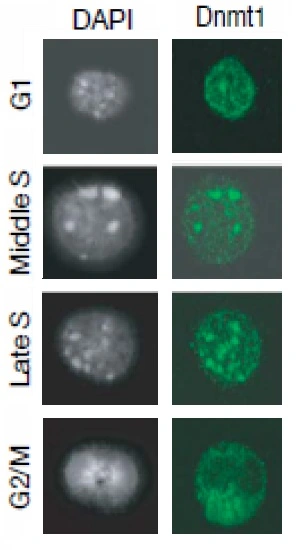 ICC/IF analysis of Mouse embryonic stem cells (E14) using GTX00734 DNMT1 antibody. Nuclei were stained with DAPI. Dilution : 1:5000