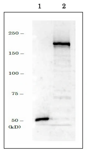 WB analysis of various samples using GTX00734 DNMT1 antibody. Lane 1 : Immunogen: GST-Dnmt3 (1-248) fusion protein Lane 2 : NIH3T3 whole cell lysate (20 microg) Dilution : 1 microg/ml