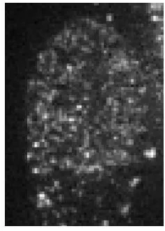 ICC/IF analysis of Baby Hamster Kidney cells using GTX00736 CBX1 / HP1 beta antibody.<br>Fixation : 4% PFA