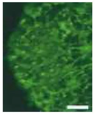 IHC-Fr analysis of mouse telencephalon tissue section using GTX00737 Nestin antibody. Dilution : 1:500 Fixation : 4% PFA