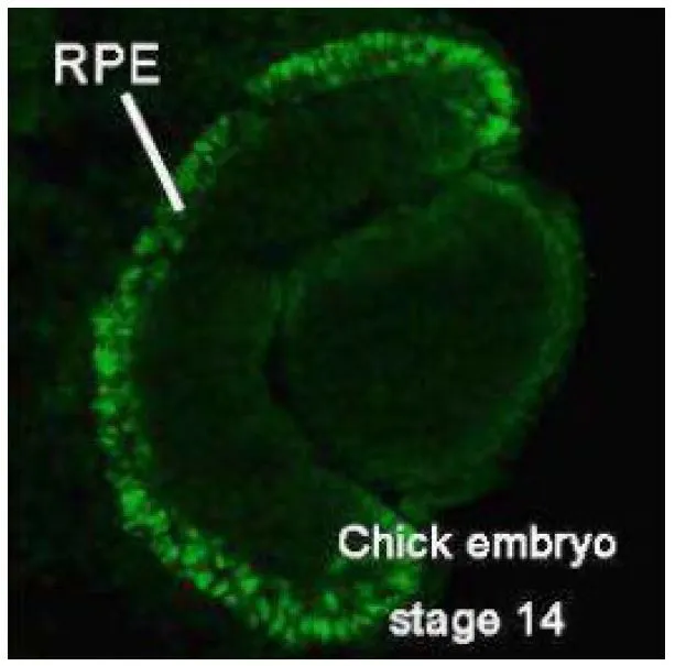 IHC-Fr analysis of chick embryo (stage 14, 8 ?m) using GTX00738 MITF antibody.<br>At stage 14, Mitif protein is detected throughout the RPE (Retinal Pigment Epithelium).<br>Dilution : 1:300<br>Fixation : 4% PFA