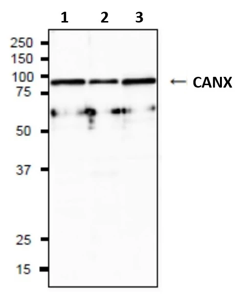 WB analysis of various samples using GTX00742 Calnexin antibody.<br>Lane 1 : HeLa whole cell lysate<br>Lane 2 : MCF-7 whole cell lysate<br>Lane 3 : NIH3T3 whole cell lysate<br>Dilution : 1:1000<br>Loading : 20 ?g