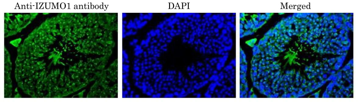 IHC-P analysis of mouse testis tissue section using GTX00746 IZUMO1 antibody. Dilution : 1:100 Antigen retrieval : Proteolytic-Induced Epitope Retrieval