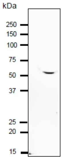 WB analysis of mouse sperm using GTX00746 IZUMO1 antibody. Dilution : 1:1000 Loading : 10 microg SDS-PAGE : 10-20% gradient gel
