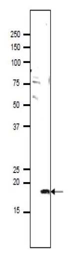 WB analysis of mouse sperm using GTX00748 PMIS2 antibody. Dilution : 1:1000 SDS-PAGE : 10-20% gradient gel