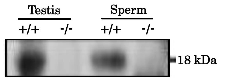 WB analysis of mouse testis and sperm lysate using GTX00748 PMIS2 antibody. The difference in predicted molecular mass (11 kDa) and the band position (18 kDa) of PMIS protein might be due to glycosylation Lane 1 : Wild-type (+/+) Lane 2 : Pmis2 knockout mice (-/-) Dilution : 1:1000