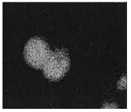 ICC/IF analysis of mouse dorsal root ganglion cells using GTX00753 APP antibody. Dilution : 1:500 ICC/IF analysis of mouse dorsal root ganglion cells using GTX00753 APP antibody. Dilution : 1:500