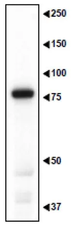 WB analysis of the cerebral cortex from mouse embryo (E16.5) using GTX00754 MAGED1 antibody. Dilution : 1:3000 Loading : 10 microg