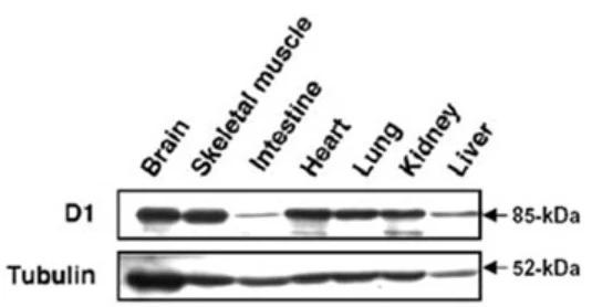WB analysis of various mouse embryo samples (E18.5) using GTX00754 MAGED1 antibody. Endogenous ~85-kDa MAGE-D1 protein was expressed in a ubiquitous manner. Loading : 20 microg