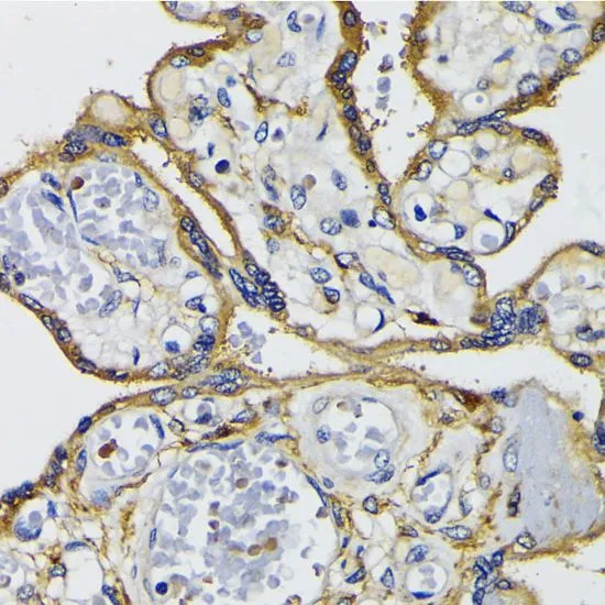 IHC-P analysis of human placenta tissue using GTX00764 IQGAP1 antibody. Dilution : 1:200