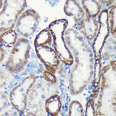 IHC-P analysis of rat kidney tissue section using GTX00773 TOMM20 antibody [GT1136]. Dlution : 1:200
