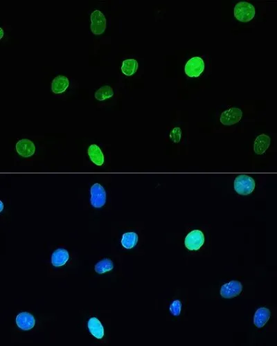 ICC/IF analysis of L929 cells using GTX00774 Lamin A + C antibody [GT1137]. Green: Primary antibody Blue: DAPI The image was taken by Confocal microscopy. Dlution : 1:200