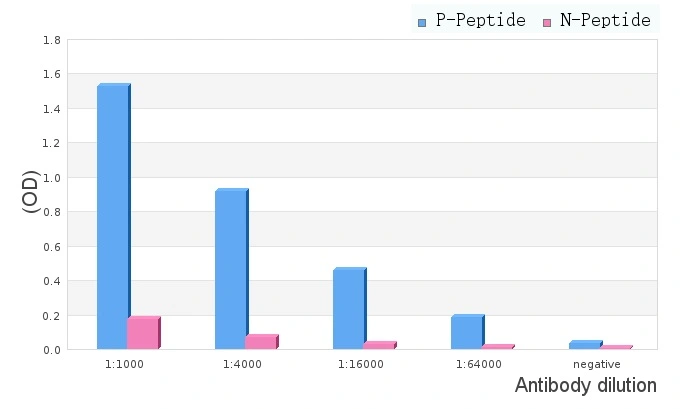 ELISA analysis of phospho- and non phosho- immunogen peptide using TIE2 (phospho Tyr992) antibody. P-peptide : phospho-peptide N-peptide : non-phospho-peptide Peptides concentration : 1microg/ml ELISA analysis of phospho- and non phosho- immunogen peptide using TIE2 (phospho Tyr992) antibody. P-peptide : phospho-peptide N-peptide : non-phospho-peptide Peptides concentration : 1microg/ml