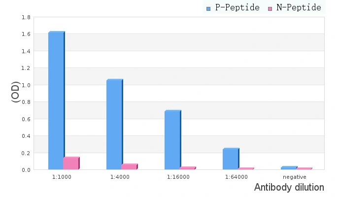 ELISA analysis of phospho- and non phosho- immunogen peptide using GTX00795 TIE2 (phospho Tyr897) antibody. P-peptide : phospho-peptide N-peptide : non-phospho-peptide Peptides concentration : 1microg/ml ELISA analysis of phospho- and non phosho- immunogen peptide using GTX00795 TIE2 (phospho Tyr897) antibody. P-peptide : phospho-peptide N-peptide : non-phospho-peptide Peptides concentration : 1microg/ml