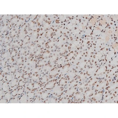 IHC-P analysis of rat ganstric tissue using GTX00805 ATF2 (phospho Thr69) antibody.<br>Antigen retrieval : Heat mediated antigen retrieval step in citrate buffer<br>Dilution : 1:200