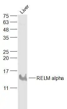 WB analysis of mouse liver tissue lysate using GTX00822 RELM alpha antibody. Dilution : 1:1000 WB analysis of mouse liver tissue lysate using GTX00822 RELM alpha antibody. Dilution : 1:1000
