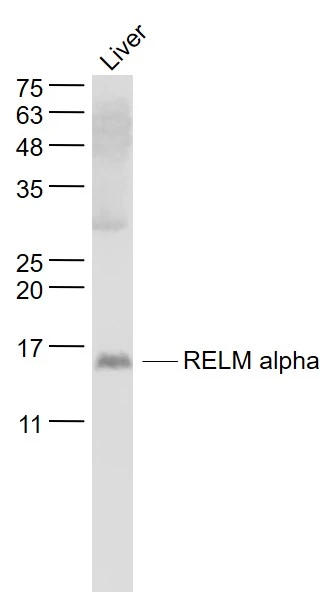 WB analysis of mouse liver tissue lysate using GTX00822 RELM alpha antibody.<br>Dilution : 1:1000
