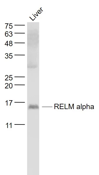 WB analysis of mouse liver tissue lysate using GTX00822 RELM alpha antibody. Dilution : 1:1000