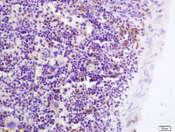 IHC-P analysis of mouse spleen tissue using GTX00823 GPR43 antibody.<br>Dilution : 1:200