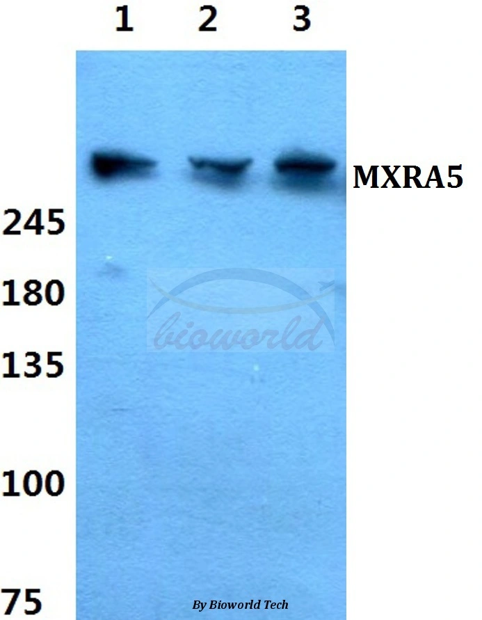 WB analysis of various sample lysates using GTX00827 MXRA5 antibody.<br>Lane 1 : HeLa cell lysate<br>Lane 2 : sp2/0 cell lysate<br>Lane3 : PC12 cell lysate<br>Dilution 1:500