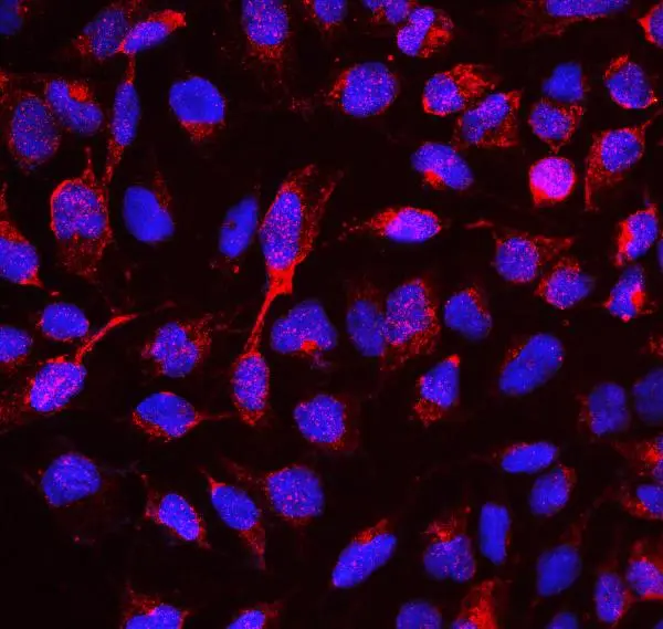 ICC/IF analysis of U2OS cells using GTX00828 RBMS3 antibody. Enzyme antigen retrieval was performed for 15 mins. Red : Primary antibody Blue : DAPI Dilution : 2microg/mL ICC/IF analysis of U2OS cells using GTX00828 RBMS3 antibody. Enzyme antigen retrieval was performed for 15 mins. Red : Primary antibody Blue : DAPI Dilution : 2microg/mL