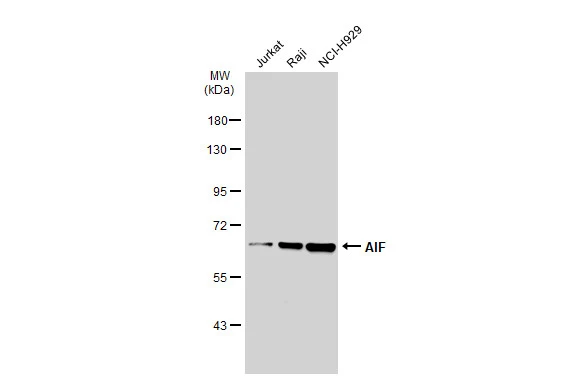 Various whole cell extracts (30 ?g) were separated by 7.5% SDS-PAGE, and the membrane was blotted with AIF antibody [GT1143] (GTX00833) diluted at 1:1000. The HRP-conjugated anti-rabbit IgG antibody (GTX213110-01) was used to detect the primary antibody.