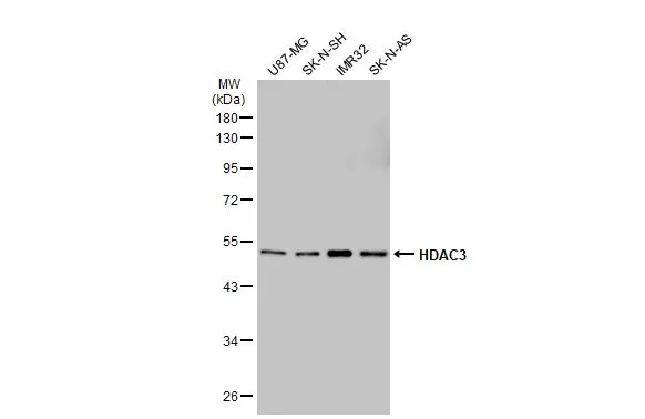 Various whole cell extracts (30 microg) were separated by 10% SDS-PAGE, and the membrane was blotted with HDAC3 antibody [GT1144] (GTX00834) diluted at 1:1000. The HRP-conjugated anti-rabbit IgG antibody (GTX213110-01) was used to detect the primary antibody, and the signal was developed with Trident ECL plus-Enhanced.