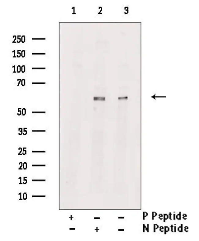 WB analysis of L-929 cell lysate using GTX00838 RIP3 (phospho Ser232) antibody pre-incubated with phospho- or non-phospho- peptide.