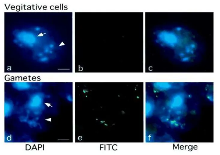 ICC/IF analysis of Chlamidomonas me-1 cells using GTX00845 5-Methylcytosine / 5-mC antibody [5MC-CD] (FITC). Chloroplast DNA is exclusively methylated in gamete cells.