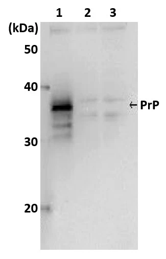 WB analysis of various samples using GTX00856 Prion Protein (PrP) antibody [2C5-5].<br>Lane 1 : Prion protein was overexpressed in RK13 cells <br>Lane 2 : Vector only in RK13 cells<br>Lane 3 : RK13 cells only