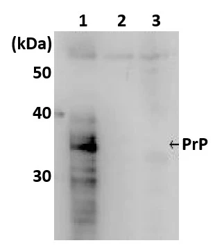 WB analysis of various samples using GTX00857 Prion Protein (PrP) antibody [7A1].<br>Lane 1 : Prion protein was overexpressed in RK13 cells <br>Lane 2 : Vector only in RK13 cells<br>Lane 3 : RK13 cells only