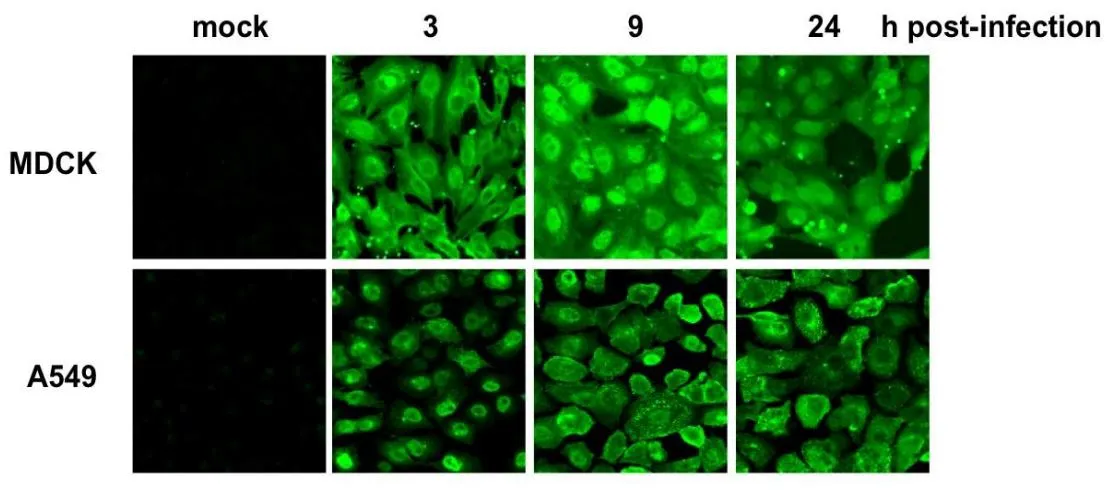 ICC/IF analysis of MDCK/A549 cells were infected with influenza A virus (H1N1, A/PuertoRico/8/34) using GTX00858 Influenza A virus NP (nucleoprotein) antibody [C43]. Fixation : 4% PFA in PBS Permeabilization : 0.1% Triton X-100 in PBS