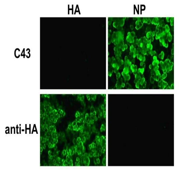 ICC/IF analysis of 293T cells were overexpressed with HA/NP protein of influenza A virus (H1N1, A/Suita/1/2009) using GTX00858 Influenza A virus NP (nucleoprotein) antibody [C43].<br>C43: Primaty antibody<br>anti-HA: a commercial HA monoclonal antibody