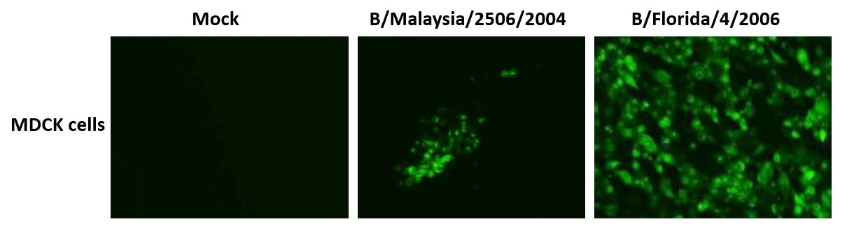 ICC/IF analysis of MDCK cells were infected with various Influenza B Virus strains (B/Malaysia/2506/2004, B/Florida/4/2006 virus) using GTX00859 Influenza B Virus Hemagglutinin (HA) antibody [1H12]. Fixation : 4% PFA in PBS Permeabilization : 0.1% Triton X-100 in PBS