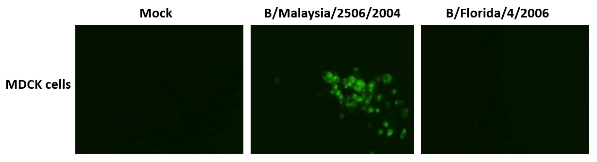 ICC/IF analysis of MDCK cells were infected with Influenza B virus (B/Malasia/2506/2004, B/Florida/4/2006) using GTX00860 Influenza B Virus Hemagglutinin (HA) antibody [10B8].<br>Fixation : 4% PFA in PBS<br>Permeabilization : 0.1% Triton X-100 in PBS