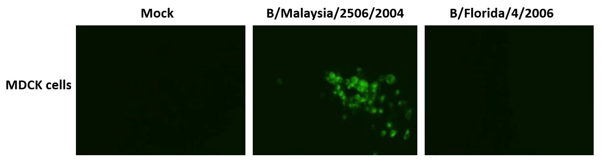 ICC/IF analysis of MDCK cells were infected with Influenza B virus (B/Malasia/2506/2004, B/Florida/4/2006) using GTX00860 Influenza B Virus Hemagglutinin (HA) antibody [10B8]. Fixation : 4% PFA in PBS Permeabilization : 0.1% Triton X-100 in PBS