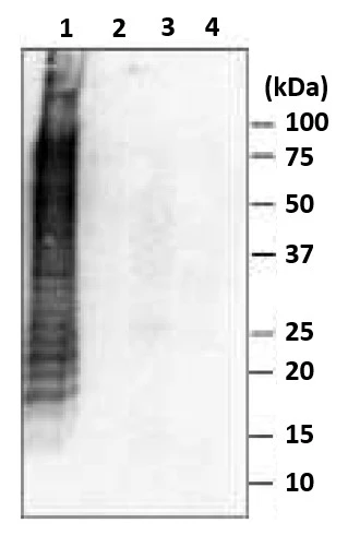 WB analysis of several food poisoning bacteria using GTX00861 Salmonella enteritidis LPS antibody [se-1]. This antibody reacts only with S. Enteritidis. Lane 1 : S. Enteritidis Lane 2 : Vibrio parahaemolyticus Lane 3 : Escherichia coli Lane 4 : E. coli O157:H7