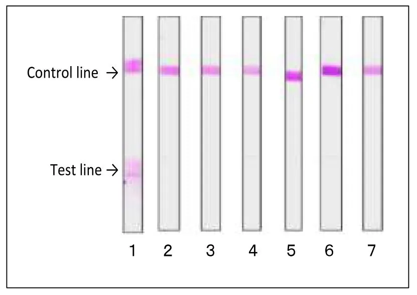 Reactivity of GTX00864 Staphylococcus aureus Enterotoxin A + Enterotoxin B antibody [sa-01] with various food poisoning bacteria in immunochromatographic strip test. A mouse mono antibody was coated onto a specific area (test line) of a nitrocellulose membrane, while goat anti-mouse IgG was coated onto another specific area (control line) on the same membrane. Extract of each strain of food poisoning bacteria was mixed with the MAb (sa-01) conjugated with colloidal gold. The strip was soaked and reacted with the mixture fluid. (1) S. aureus, (2) Escherichia coli O157:H7, (3) E. coli K12, (4) Salmonella Enteritidis, (5) Campylobacter jejuni, (6) Vibrio parahaemolyticus, (7) PBS. MAb (sa-01) reacted with S. aureus, but not with other food poisoning bacteria.