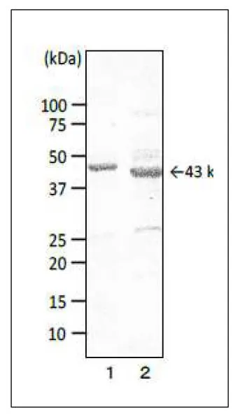 WB analysis of various samples using GTX00867 Campylobacter Porin antibody [cj-01]. It recognizes porins in extracts of C. coli and C. jejuni as 44 kDa protein and 43 kDa protein, respectively. Lane 1 : Crude extract of Campylobacter coli Lane 2 : Crude extract of Campylobacter jejuni