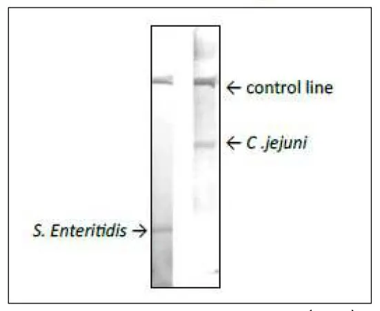 Reactivity of GTX00867 Campylobacter Porin antibody [cj-01] with Campylobacter jejuni in immunochromatographic strip test.