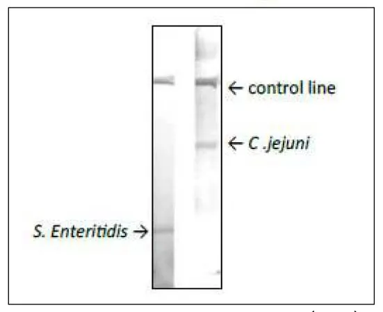 Reactivity of GTX00867 Campylobacter Porin antibody [cj-01] with Campylobacter jejuni in immunochromatographic strip test. Rabbit anti-C. jejuni and goat anti-Salmonella Enteritidis sera containing IgG, IgA and IgM were coated onto a specific areas of the samenitrocellulose membrane as shown, while goat anti-mouse IgG was coated onto another specific area (control line) on the same membrane. GTX00867 or S. Enteritidis monoclonal antibody conjugated with colloidal gold was mixed with extract of each strain of food poisoning bacteria in well. The strips were soaked in and reacted with the mixture fluid in the wells. Specific bands were observed in the strips reacted with extract of S. Enteritideis (left) or C. jujeni (right).