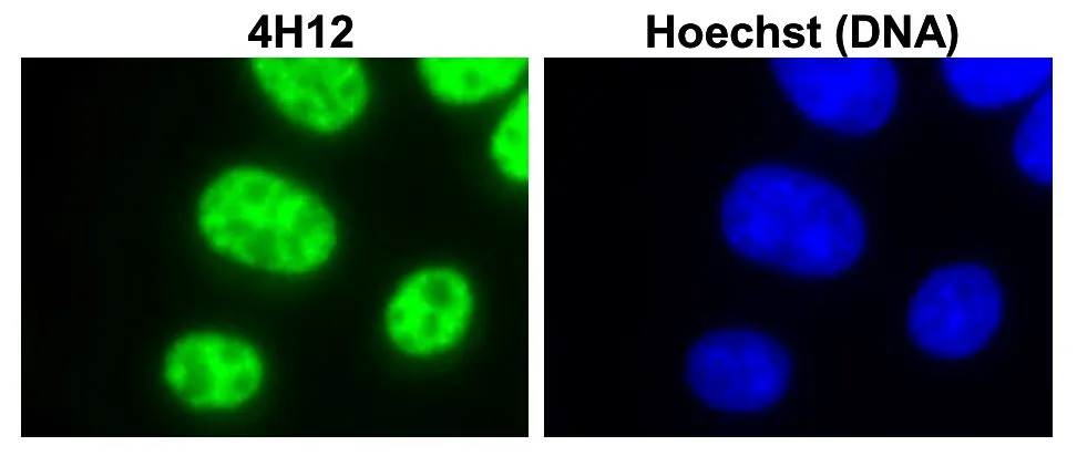 ICC/IF analysis of L929 cells using GTX00872 SNRPC antibody [4H12].